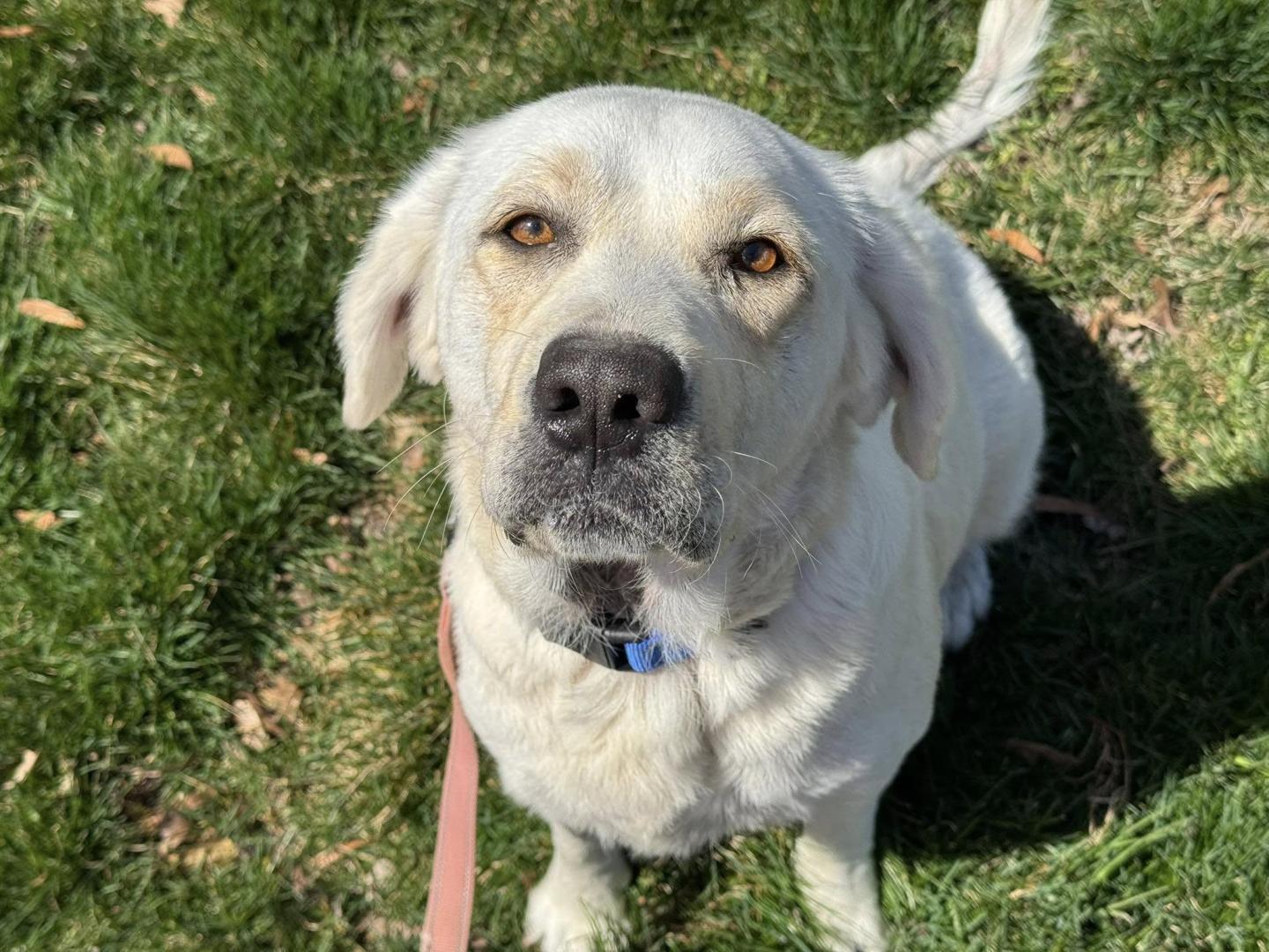 Large White Dog